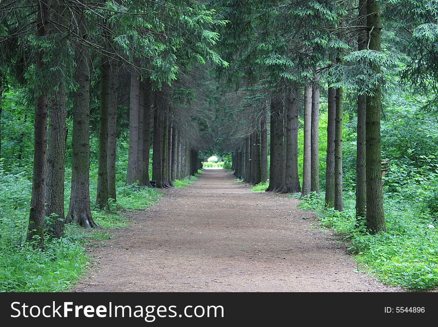 The nature of the Moscow city park in the summer. The nature of the Moscow city park in the summer