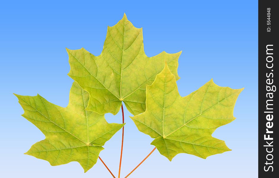 Maple leaves over blue sky