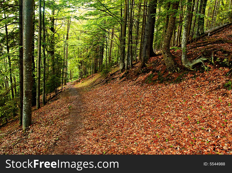 Path in the red forest