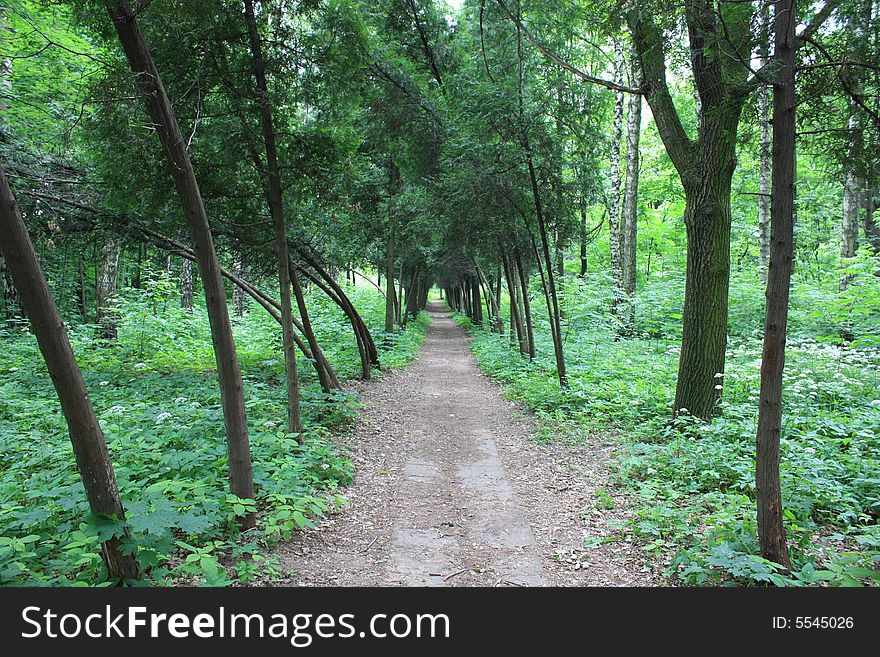 The nature of the Moscow city park in the summer. The nature of the Moscow city park in the summer