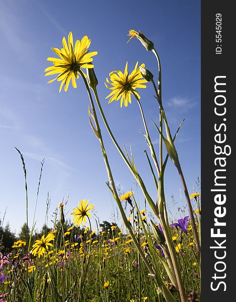 Yellow flowers on blue sky background