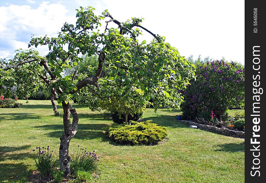 Apple tree in a garden spring time