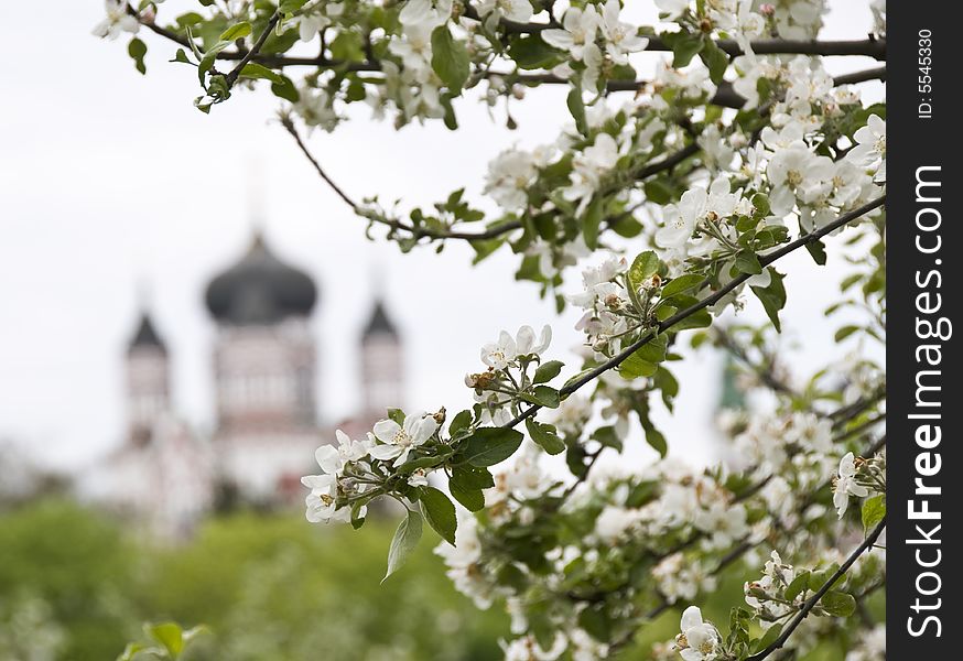 Flowering apricot tree and church