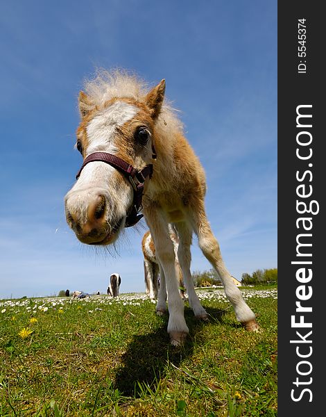 A sweet foal is standing green field.