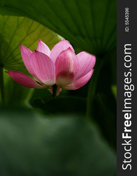 Pink lotus bud on the green background