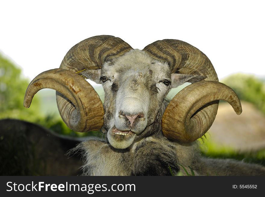 Goat with big horns are resting under a tree.