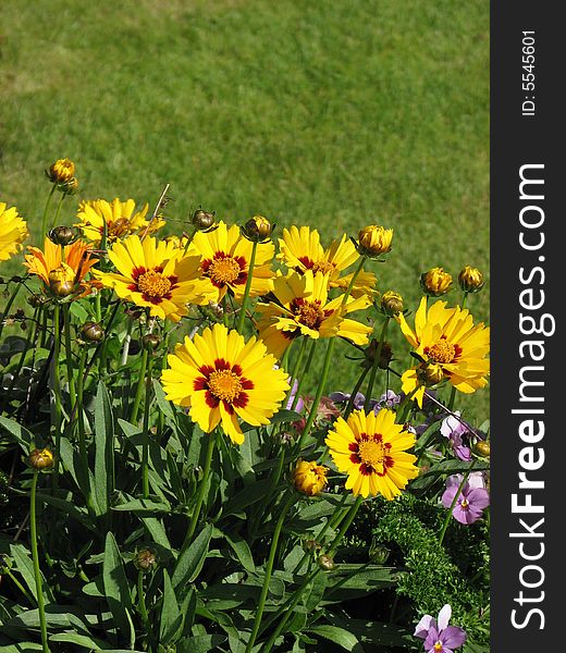 Yellow flowers against a green lawn background