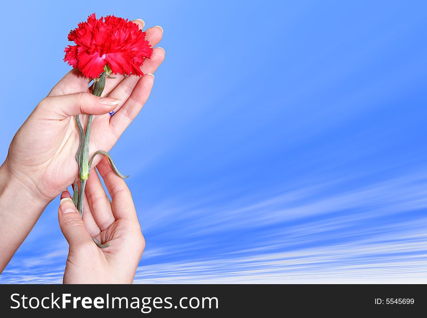 Carnation in hand with varicoloured texture in the manner of background abstract scene