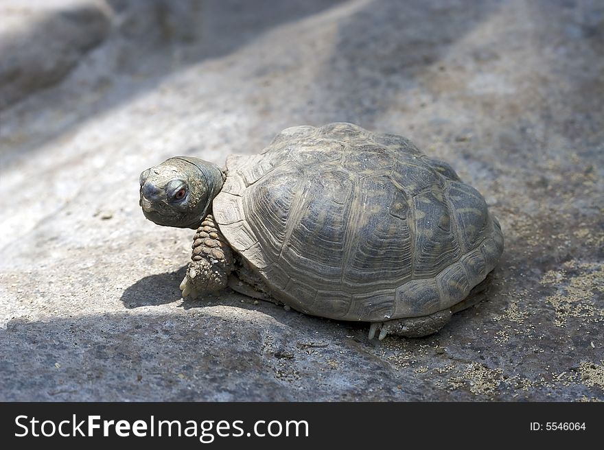 A Friendly Turtle