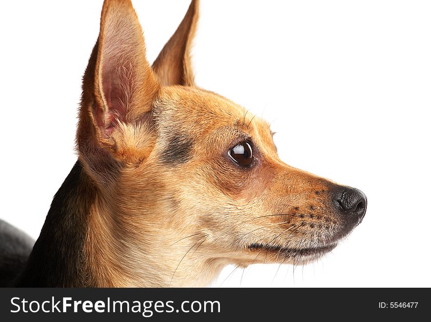 Close-up portrait of small doggy (Russian toy-terrier) on white