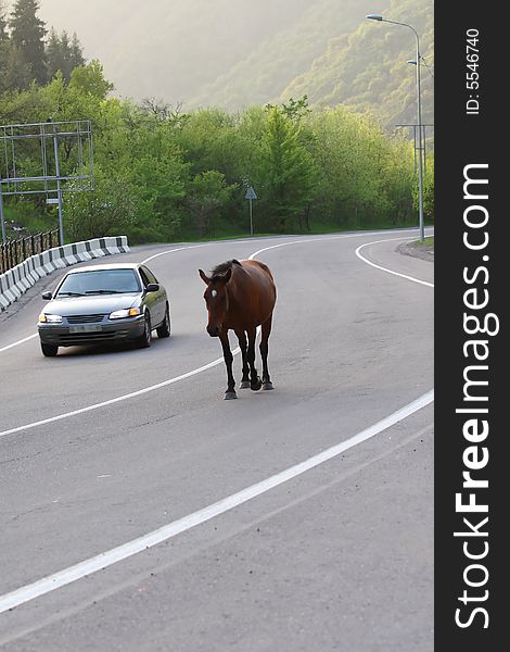 Lonely horse going on road. Lonely horse going on road