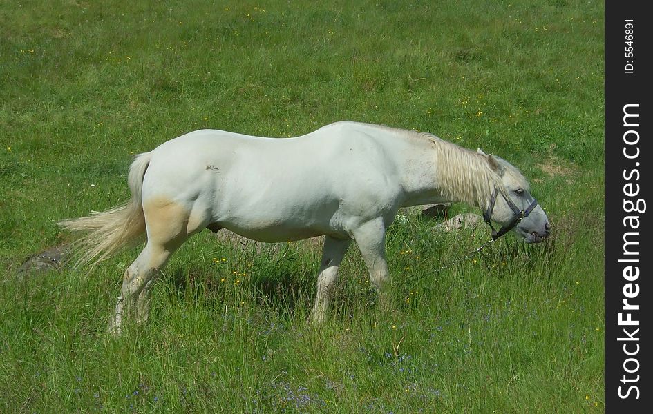 White Horse On A Meadow