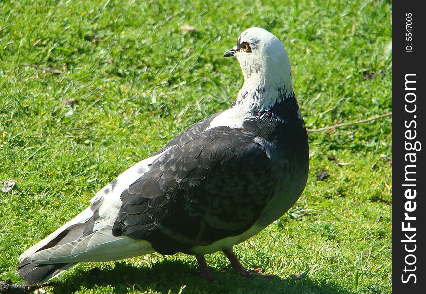 Bird dove feathers green hills paloma peace pigeon symbol white wings