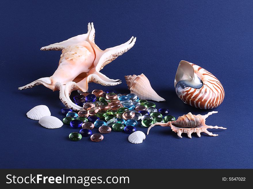 Sea cockleshells on a dark blue background