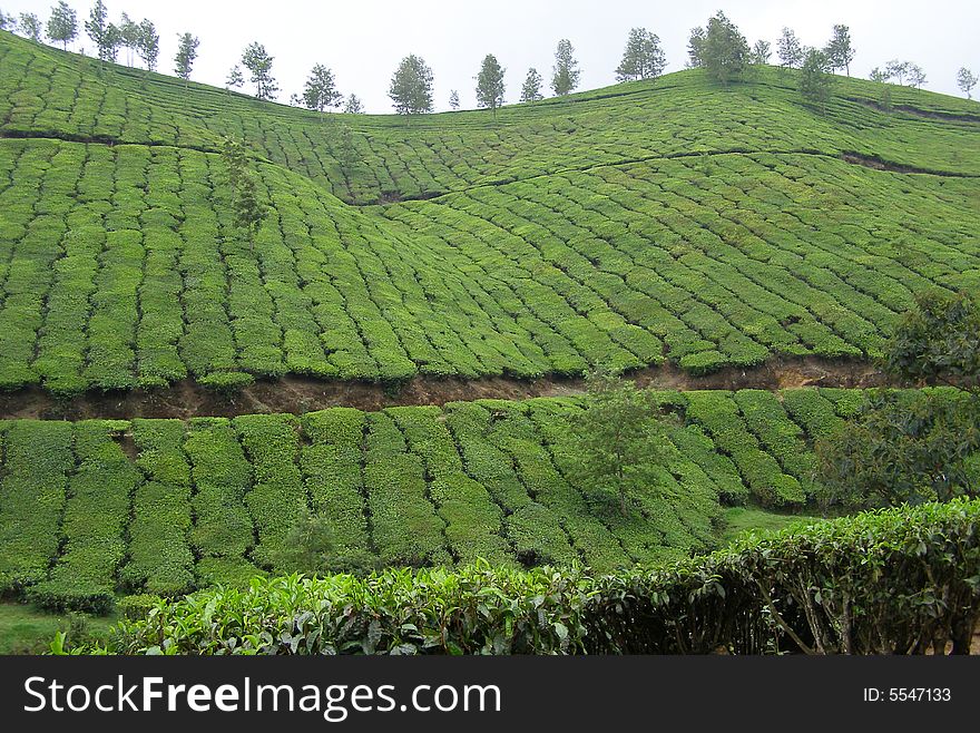 Green fields of tea bushes in India