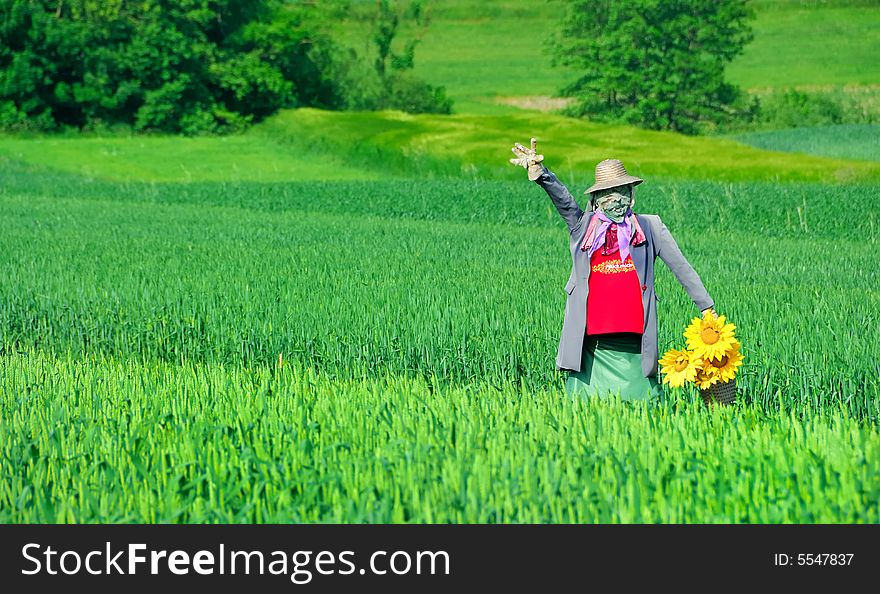 Scarecrow in a corn field. Scarecrow in a corn field