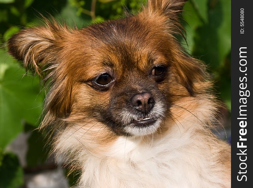 Yorkshire terrier portrait - close up.