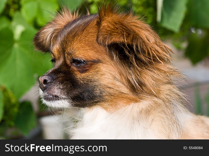 Yorkshire terrier portrait - close up.