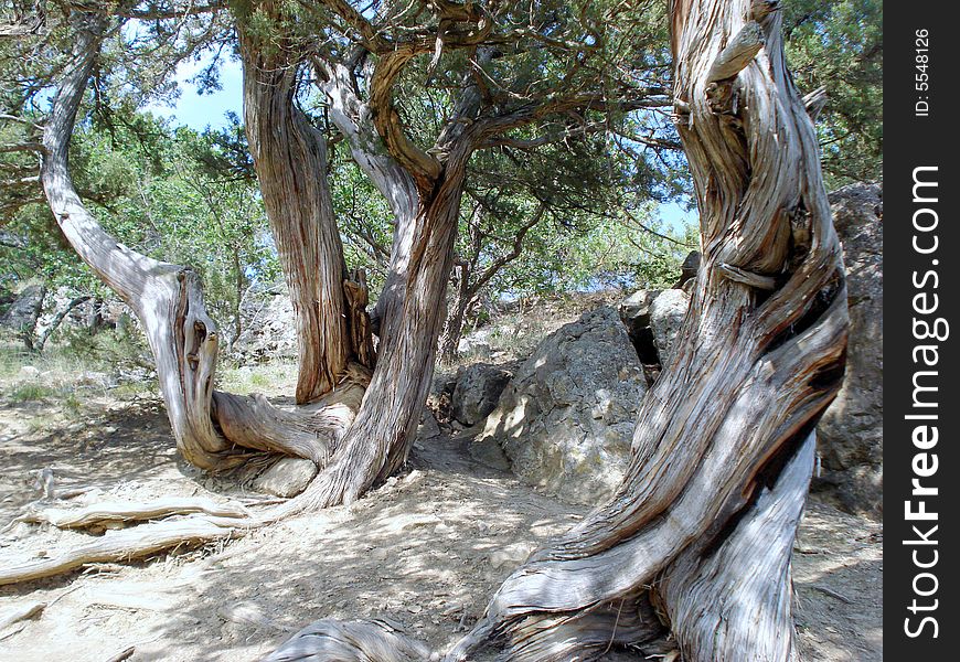 Relic juniper in the grove