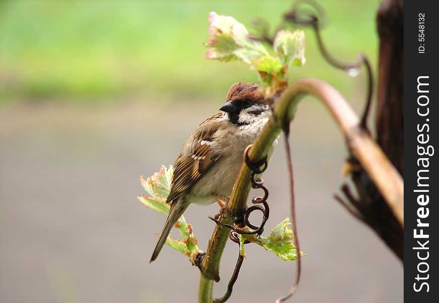 Sparrow Bird Sitting On Branch