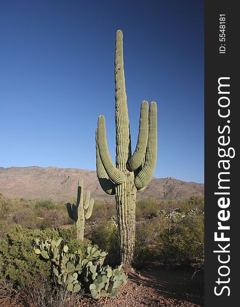 Saguaro cactus located in Saguaro National Park, Tucson, Arizona.