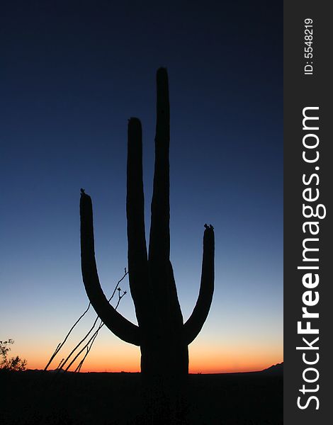 Silhouette Of Cactus