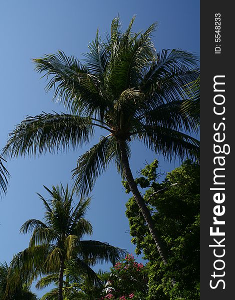 Looking up to a palm tree on a cloudless blue sky.