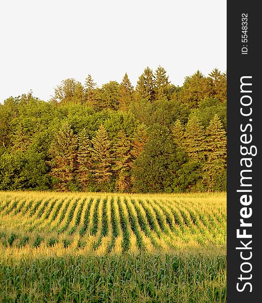 A corn field in Minnesota, Midwest of the United States of America. Photo taken between Glenwood and Alexandria. A corn field in Minnesota, Midwest of the United States of America. Photo taken between Glenwood and Alexandria.