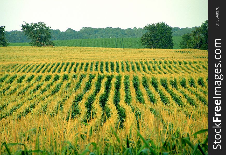 A corn field in Minnesota, Midwest of the United States of America. Photo taken between Glenwood and Alexandria. A corn field in Minnesota, Midwest of the United States of America. Photo taken between Glenwood and Alexandria.