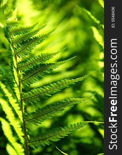 A detailed photo of a fern in the forest. A detailed photo of a fern in the forest.