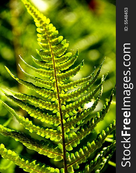 A detailed photo of a fern in the forest. A detailed photo of a fern in the forest.