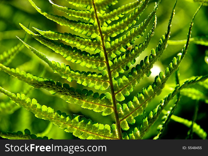 A detailed photo of a fern in the forest. A detailed photo of a fern in the forest.
