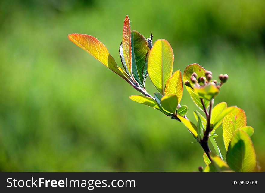 A detail of a branch with leafs and buds with a blurred green background. A detail of a branch with leafs and buds with a blurred green background