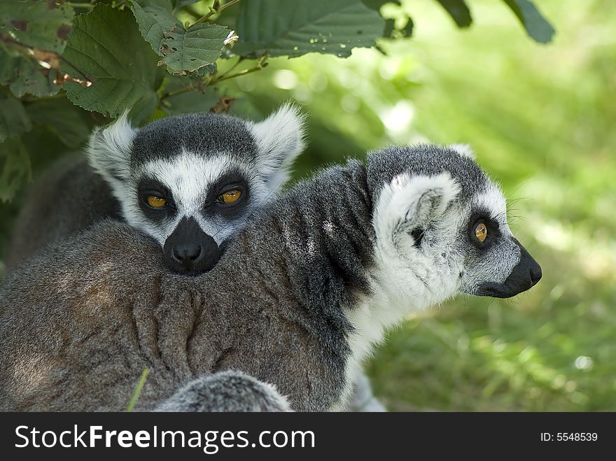 The sleepy female ringtale lemur actually fell asleep