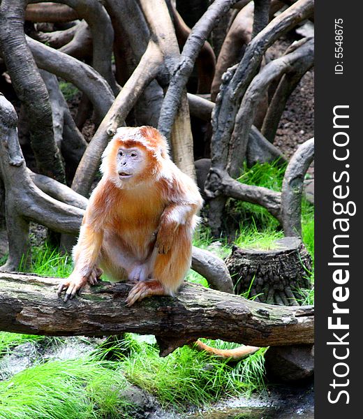 Asian monkey in Bronx Zoo. Asian monkey in Bronx Zoo.