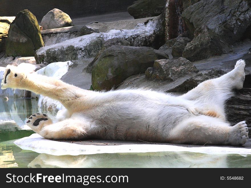 Polar Bear relaxing in Bronx Zoo.