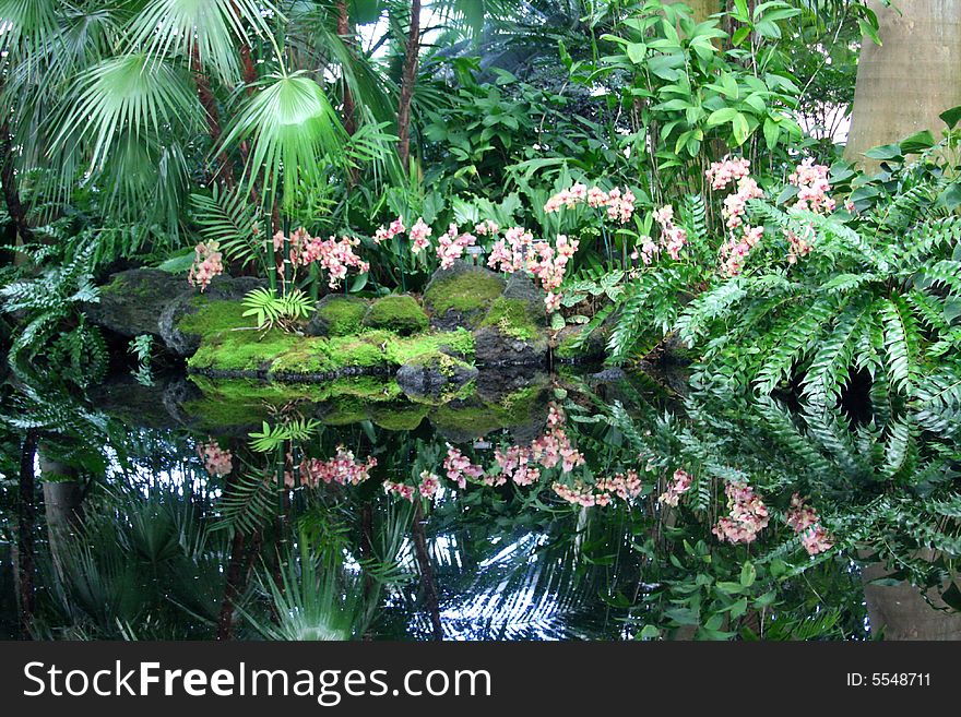 Reflections of palm trees in a pond in Bronx Botanical Gardens.