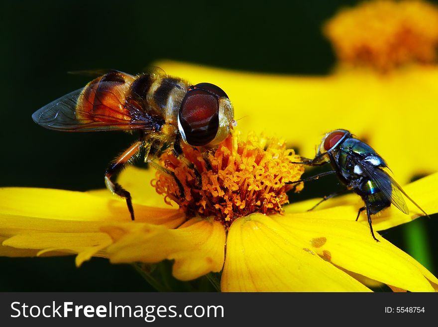 The fly falling on a flower . shoot it in a garden . The fly falling on a flower . shoot it in a garden .