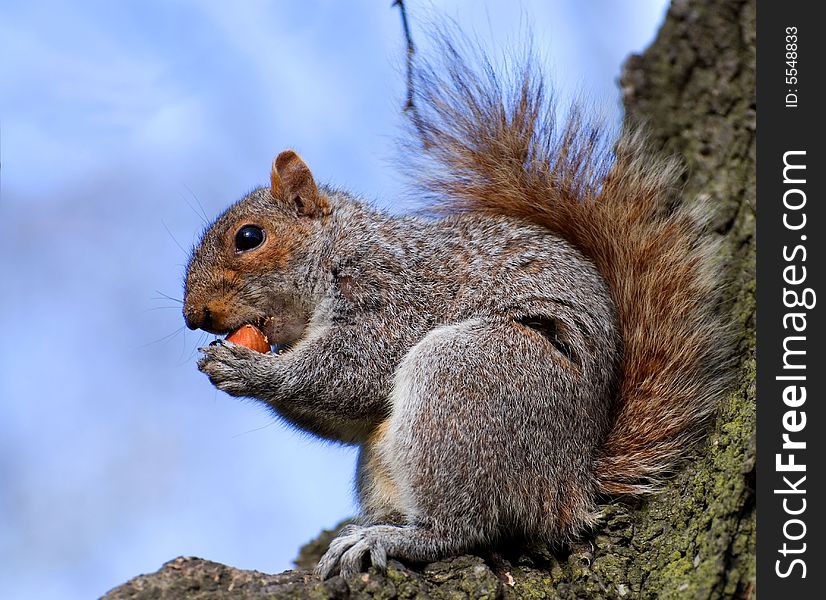 Squirrel on tree with background dark blue sky tries to bite in hazel-nut. Squirrel on tree with background dark blue sky tries to bite in hazel-nut