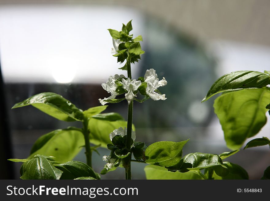 Blooming basil with water drops.
