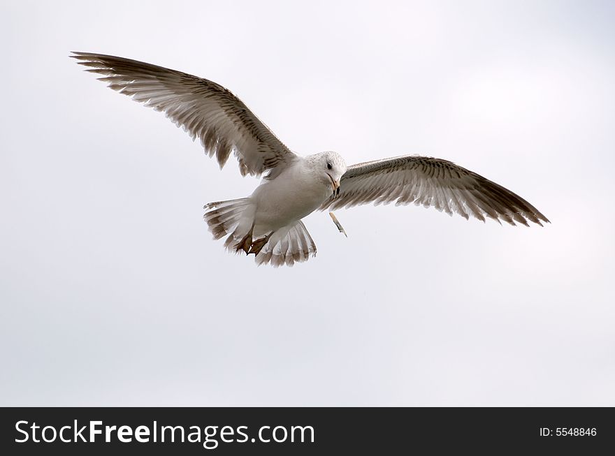 Flying gull dropped some thing