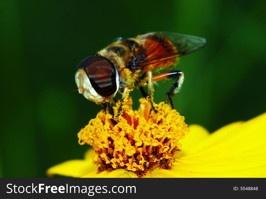 The fly falling on a flower . shoot it in a garden . The fly falling on a flower . shoot it in a garden .