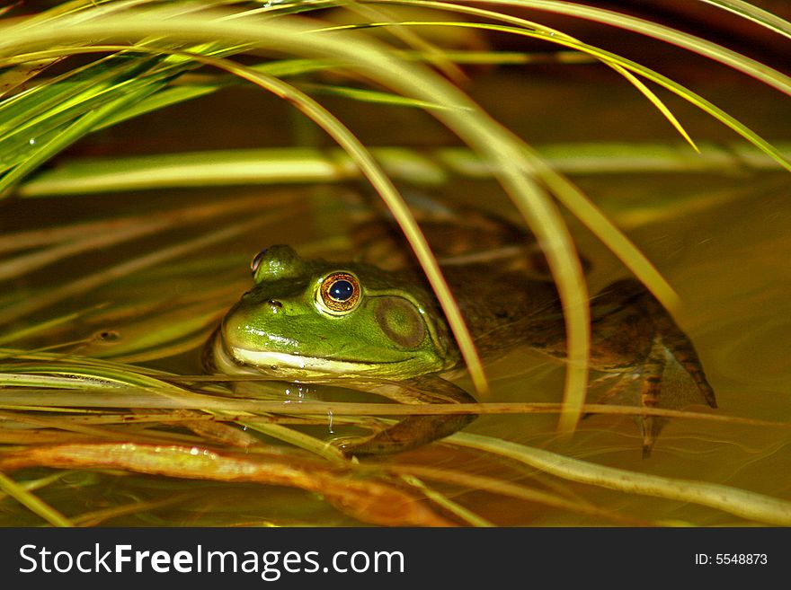 Close up of a green frog hiding in the grass of a pond. Close up of a green frog hiding in the grass of a pond.