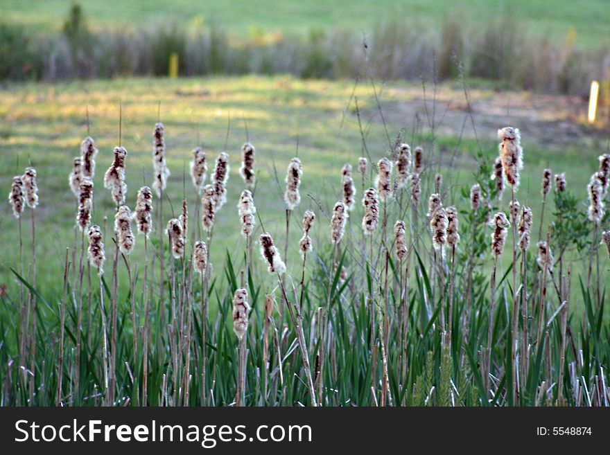 Cat tails in a field while playing golf. Cat tails in a field while playing golf