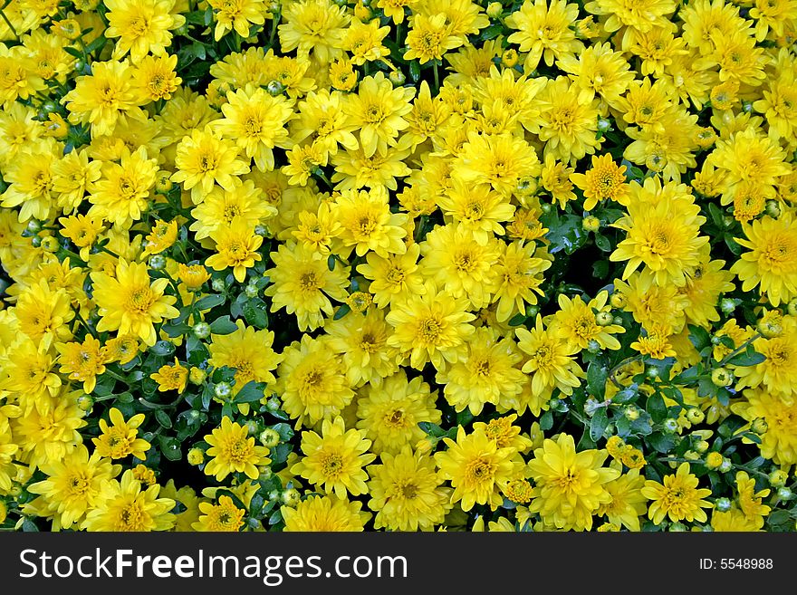 Background of bunch Yellow flower autumnal. Background of bunch Yellow flower autumnal