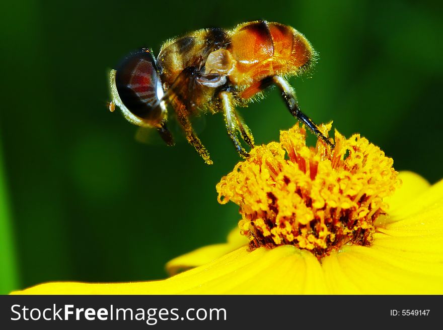 The fly and flower