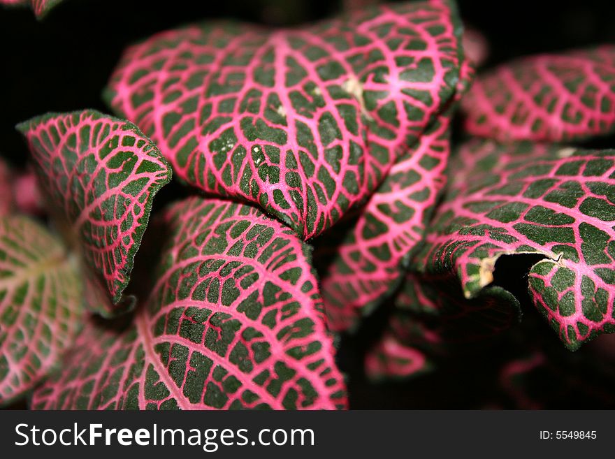 Pink and green plant texture. Pink and green plant texture