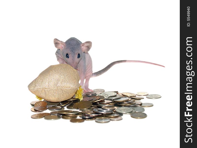 Mouse On Pile Of Money