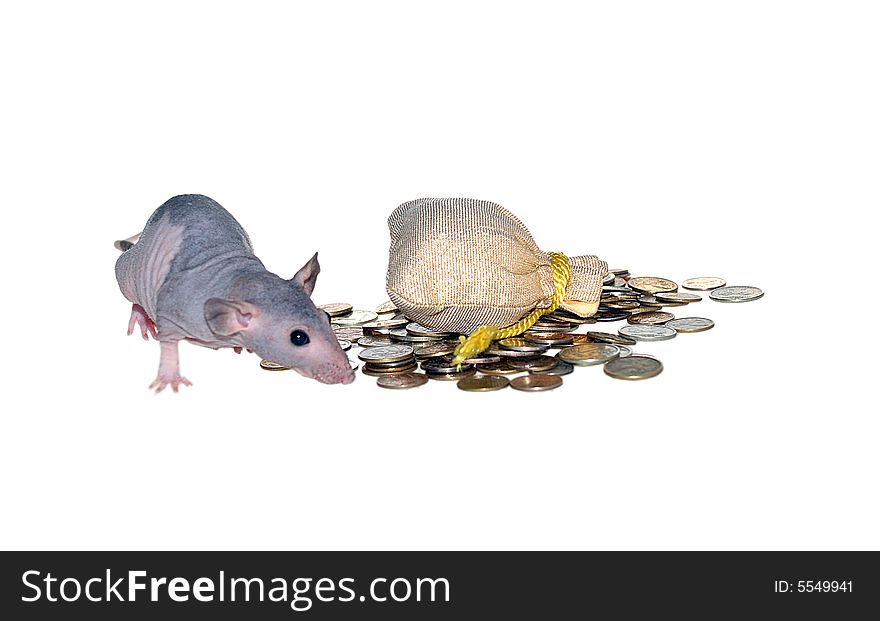 Naked furless rat, pink with black spots,  standing on pile of money. Naked furless rat, pink with black spots,  standing on pile of money