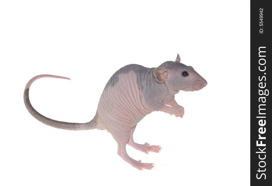 Furless Rat